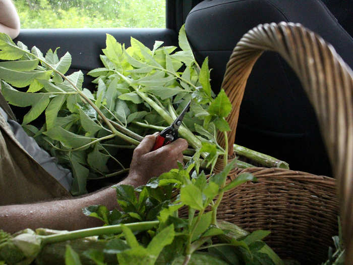 The car is pretty full, but we pull over twice more when Strusinski spots ingredients ripe for picking on the side of the road. He says a two-hour car ride can easily turn into six hours when temptation grows everywhere. His girlfriend hates driving with him for this reason.