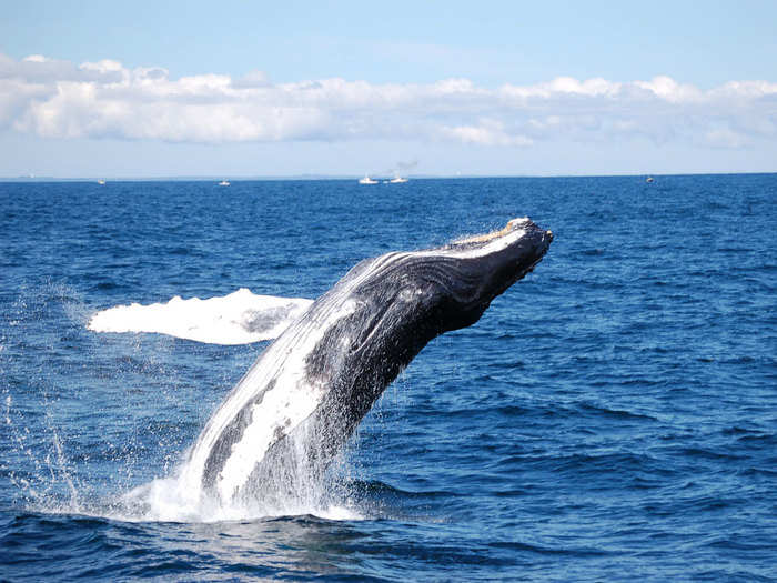 Go whale watching in the waters of Cape Cod, Massachusetts.