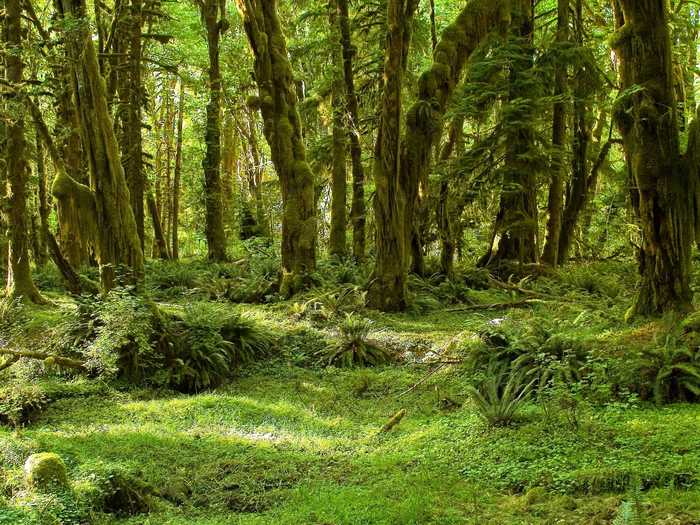 Take a scenic hike through the lush forests in Olympic National Park in Washington.