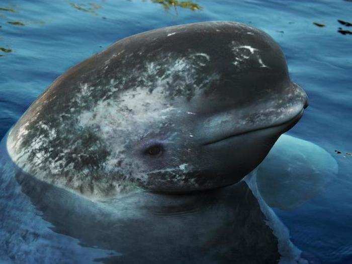 This is a beluga-narwhal hybrid. In this artist