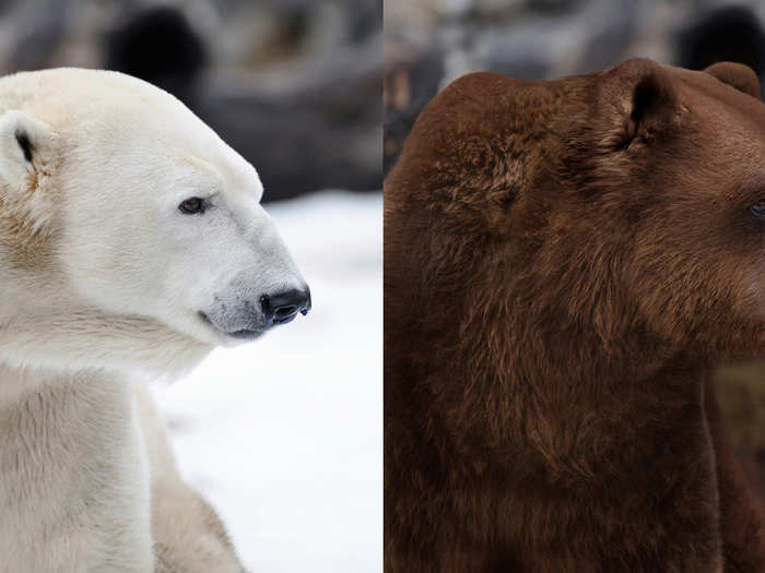 A polar bear is on the left and a grizzly bear is on the right.