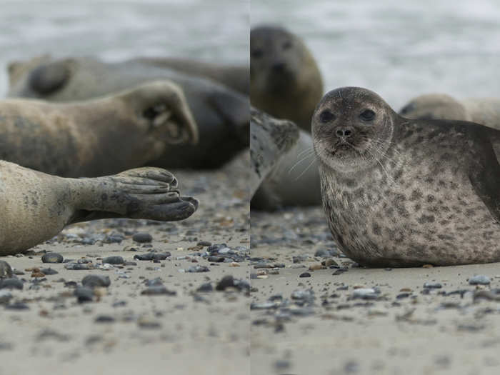 A harbor seal is on the left and a ringed seal is on the right.