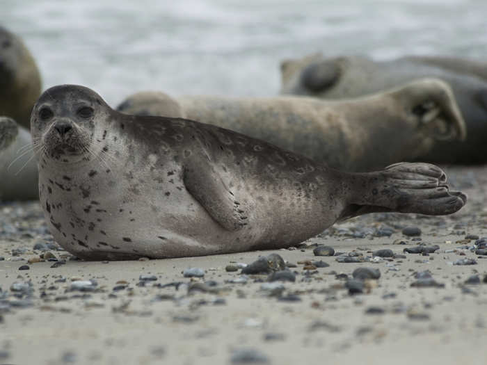 This is a harbor-ringed seal hybrid. The hybrid