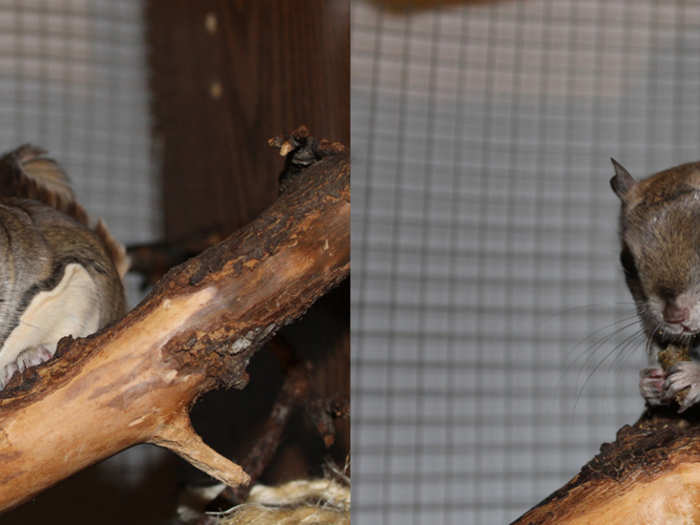 A southern flying squirrel is on the left and north flying squirrel is on the right.