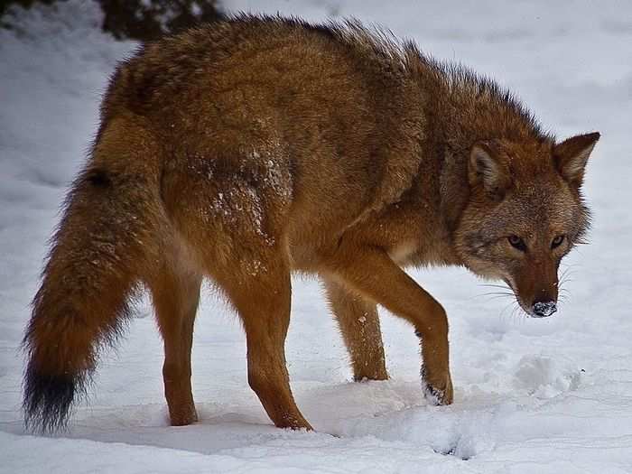 This coyote-wolf hybrid was photographed in Virginia.