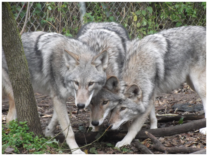 Researchers created these hybrids by breeding Western coyotes with wolves.