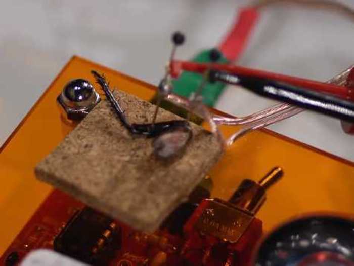 Neuroscientist Greg Gage choreographs a cockroach leg.