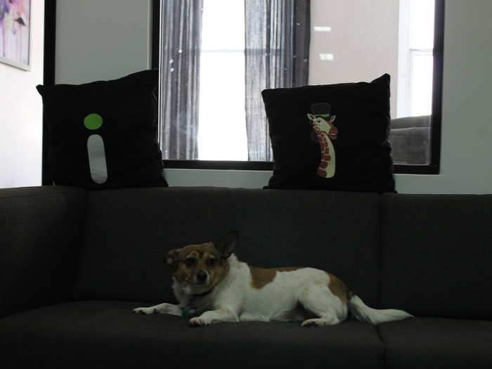 Chi Chi also likes to lounge in the smash room, right next to the cats.