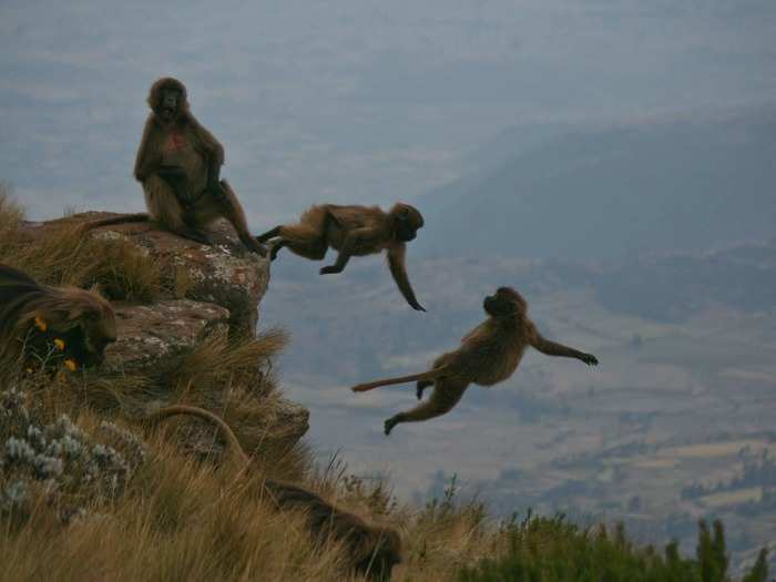 In the Ethiopian Highlands, these gelada monkeys scurry to safety as the light changes and predators come out, according to photographer Ryan J. Burke.