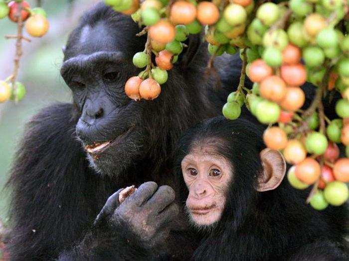 The one-year-old chimpanzee was still young enough to breastfeed, but here he tastes fruit fed to him by his mother, according to Alain Houle — who shot the photo while in a Ugandan tree canopy, 80 feet above ground.