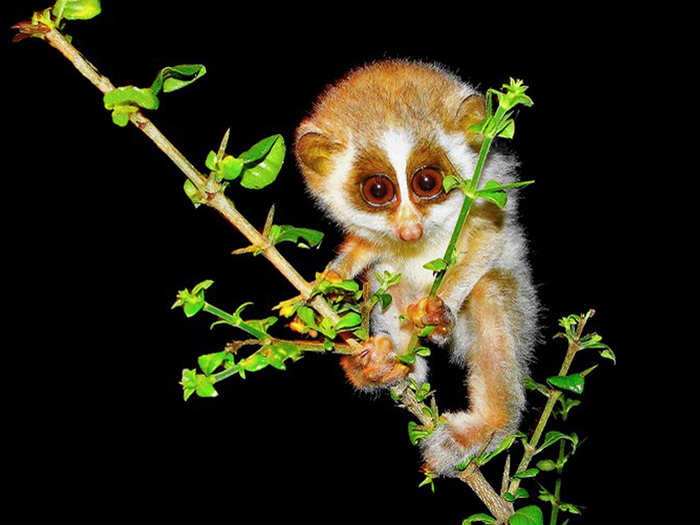 Sayantan Das explains that this baby slender loris is "parked" in place in the Eastern ghat mountains of India while its mother catches insects.