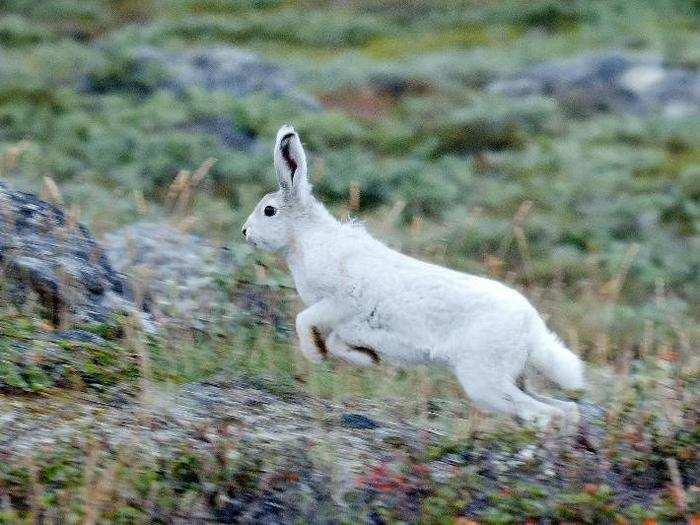 This Arctic Hare has started growing a white coat to prepare for the Greenland winter, says Daniel W. Carstensen.