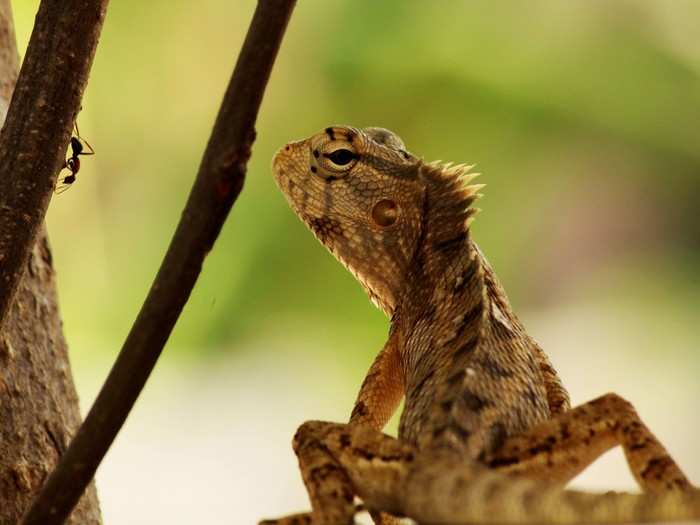 Anandbabu. R. photographed these Oriental garden lizards, found all over Asia. They eat anything smaller than them — including other lizards.