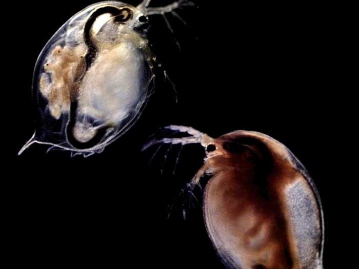 These small freshwater Daphnia crustaceans are under attack by tiny parasites, says Nina Schlotz.