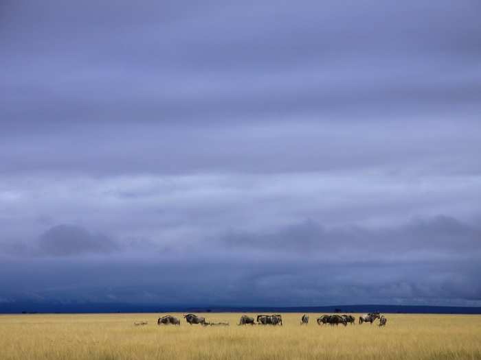 A herd of wildebeest graze on the savannah grassland of Amboseli National Park, Kenya — and provide a food source for lions at the same time, says Graeme Shannon.