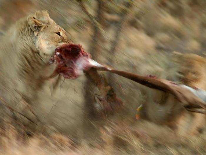 Shannon also shot this image of a lion and lioness tearing an adult impala in half in Pilanesberg National Park, South Africa.