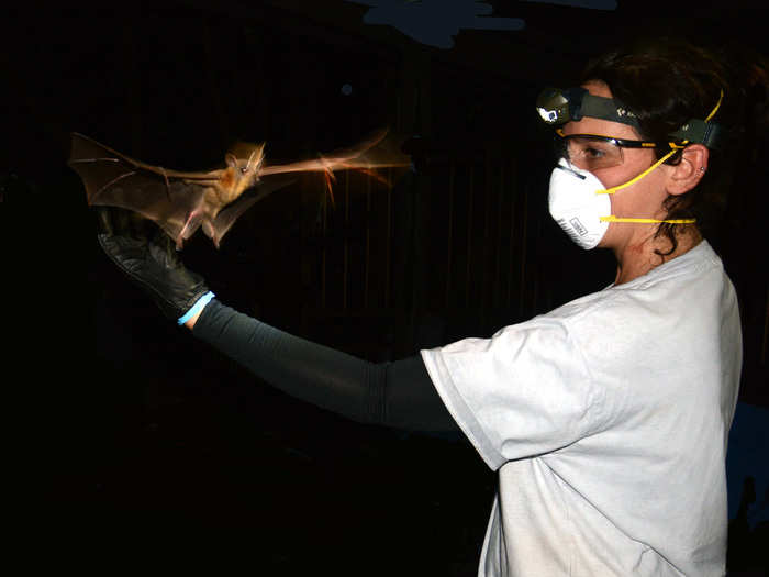 Benjamin P. Y-H. Lee says that researchers need to analyze bat populations to understand how infectious diseases jump from animals to humans. This researchers is releasing a lesser short-nosed fruit bat after testing.