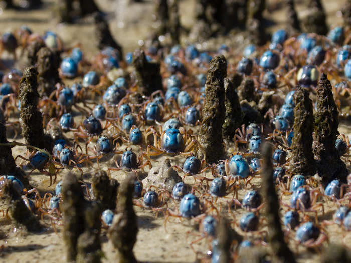 Matthew Nitschke says that this "army of soldier crabs" helps researchers analyze the water quality along coastlines. They absorb heavy metal pollutants in mudflats and mangrove areas, which can be detected in crabs before it shows up in water samples.