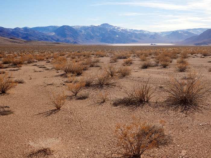 The landscape ecology and ecosystems winner is this image of the sparse plants that survive in Death Valley, by Benjamin Blonder.