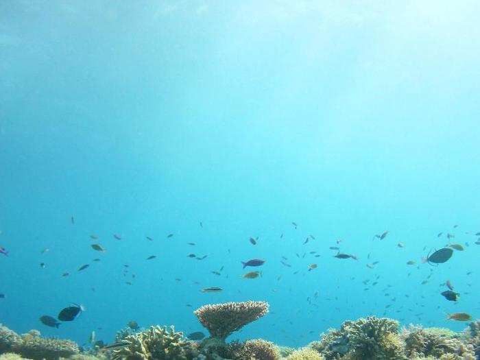 The winner for the conservation ecology and biodiversity section shows Tubbataha Natural Park in Philippines, the heart of the Coral Triangle. Catherine Kim captured this image of a young coral growing towards the sun, like a young tree in a rainforest.