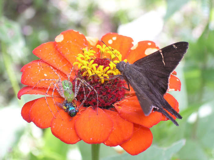 A crab spider attacks a bee on top of a flower, while a moth searches for nectar in this winner for the community, population, and macroecology section. Andrew J. Crawford shot this photo in eastern Panama.