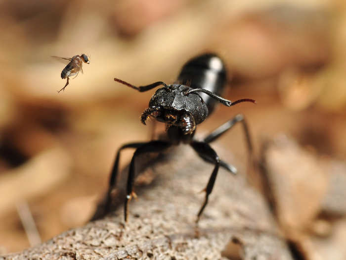 Bernardo Segura captured the winning photo for the behavioural and physiological ecology section. Believe it or not, this ant is being attacked by the tiny parasitic fly, and not the other way around.