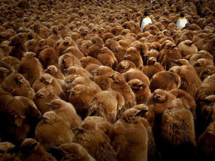 The editor’s pick was this shot showing an area where thousands of King penguin chicks huddle together for warmth in Antarctica while the adults in the colony forage for food, sometimes hundreds of miles away, by Laetitia Kernaleguen.