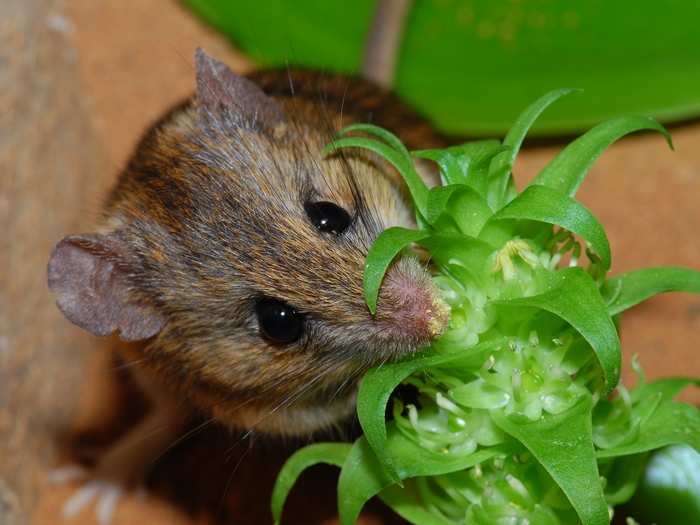 And the overall winner is this tiny Namaqua rock mouse shot by Petra Wester. As it feeds off nectar from a Pagoda Lily in South Africa, it gets covered in pollen that it then carries to other flowers.