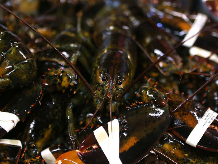 Maine is particularly famous for its soft-shell lobsters, mature lobsters that have recently shed their shells. The "shedders" are easier to crack open, and are said to have sweeter, more tender meat than hard-shell lobsters, although there is less meat inside a new-shelled lobster than a hard-shell lobster of the same size. Dimillo