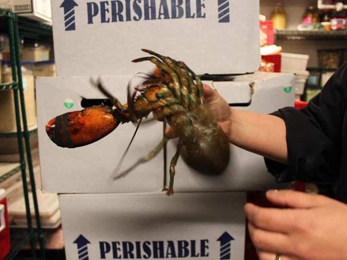 A lobster that throws its claws in the air and flaps its tail when picked up is likely healthy. You don