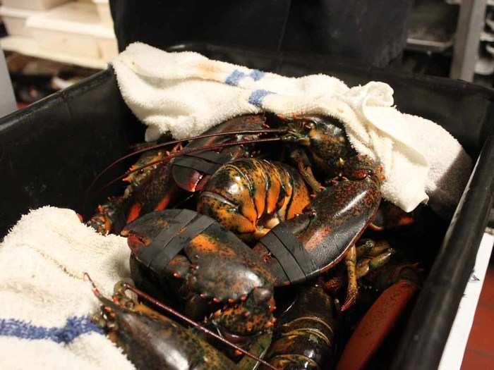 Lobsters need to be kept alive until they are cooked. Although it