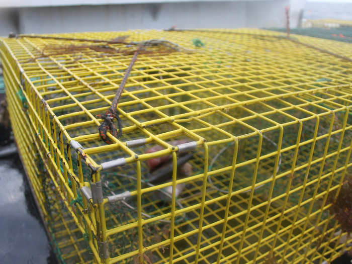 The lobster trap has not changed much in the last two hundred years. Although today plastic-coated metal traps have mostly replaced traditional wooden ones, the design is basically the same.