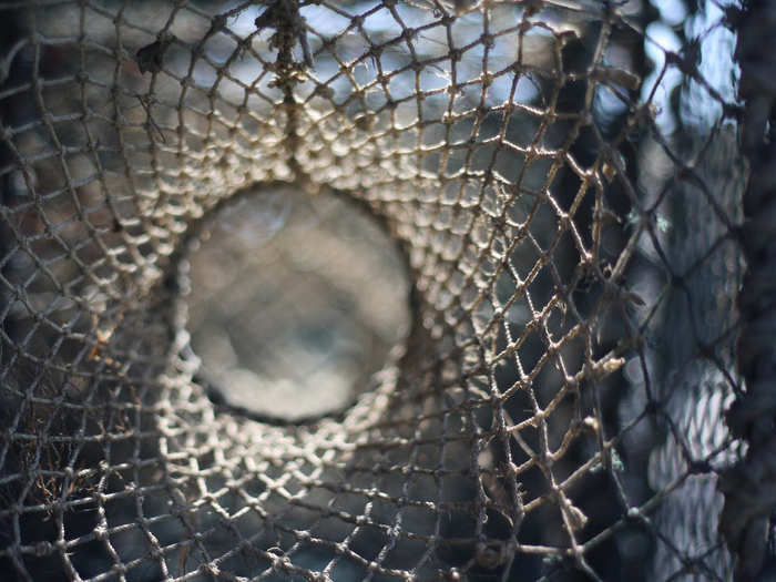 A funnel-shaped entrance to the lobster trap is designed to be one-way. But undersized lobsters can crawl out through smaller exit holes.