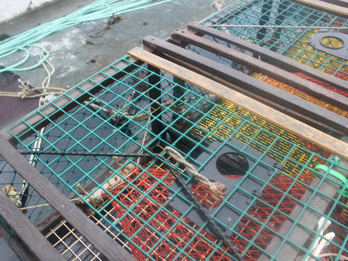 As another precaution, traps must have biodegradable hatches at the top so the lobsters can escape if the trap is lost in the ocean.