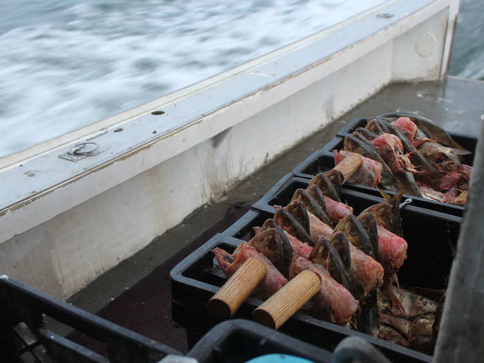 He slides redfish and porgies onto a bait needle, which look like large metal skewers with an eyelet at the end. The needle is used to thread the bait onto a string inside the lobster trap.