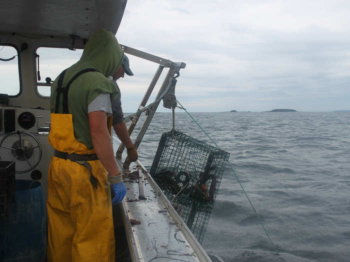 The line is then fed through a winch, and one at a time the traps are dragged out of the water with a hydraulic hauler.