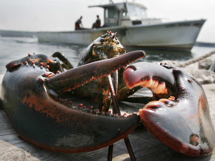 The majority of lobsters in Maine are caught between late June and late December, with the peak fishing time during the summer. The Maine fishery is particularly famous for its soft-shell lobsters, which are most abundant early in the season between July and October when lobsters are active and molting.