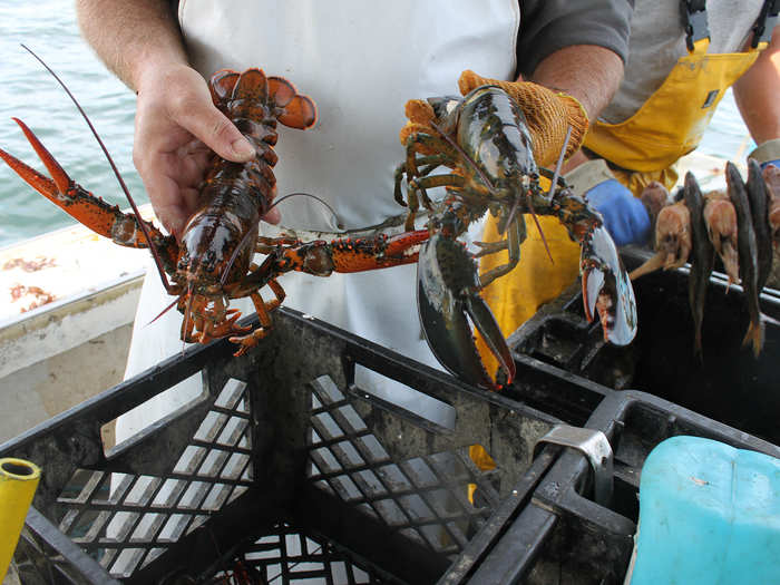 Lobsters must shed their shell in order to grow. A soft-shell lobster, or "shedder," refers to a lobster that has just crawled out of its old shell. It will take about a month for the shell to become very hard. In a side-by-side comparison, you