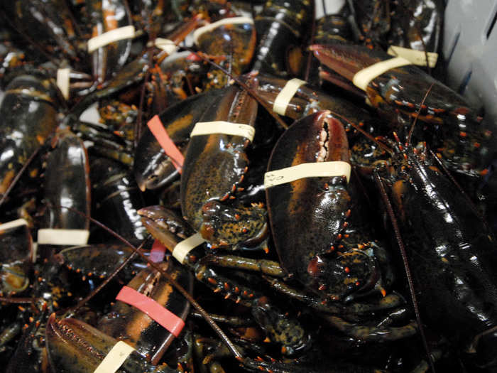 Many people prefer the soft-shell lobster; their shells are easy to break apart and the meat is said to be more tender and sweet than the meat from a hard-shelled lobster. However, they are less valuable to a dealer because they cannot be shipped due their fragility.