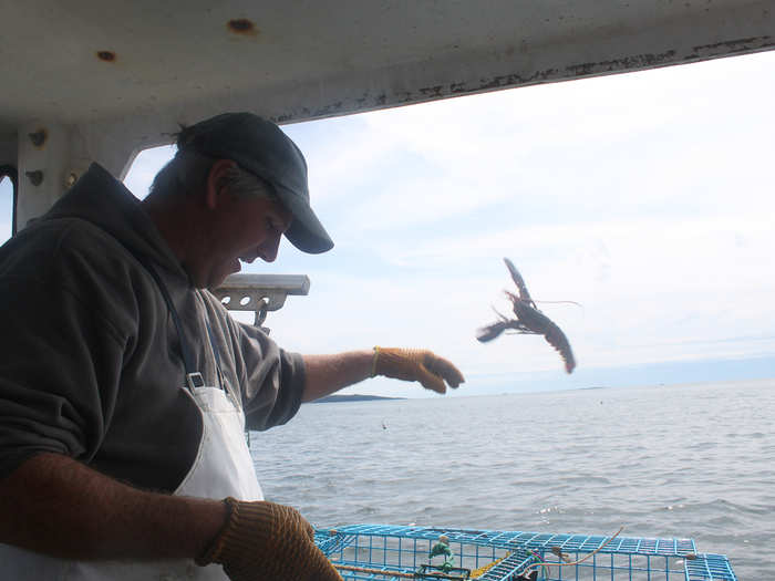 Over several decades, Maine lobstermen have adopted strict conservation techniques to ensure there will always be enough lobster to catch. This includes limits on the size of lobster, the number of traps, and the kind of gear that fishermen can use.