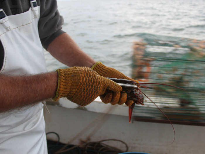 Lobsters must be measured with a special gauge to make sure they are "keepers."