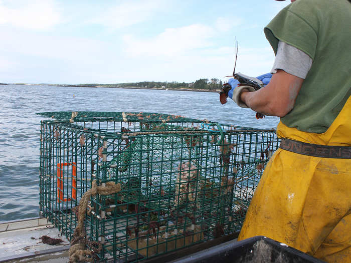 In Maine, the minimum legal size of a lobster — measured from the rear of the eye socket to the beginning of the tail — is 3 1/4 inches. The maximum size is 5 inches.