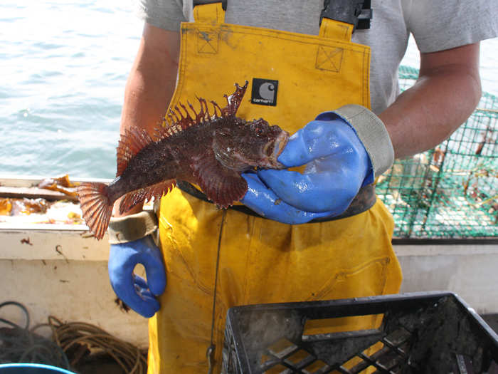 All kinds of interesting sea creatures make their way into the pots, like this prehistoric-looking fish.