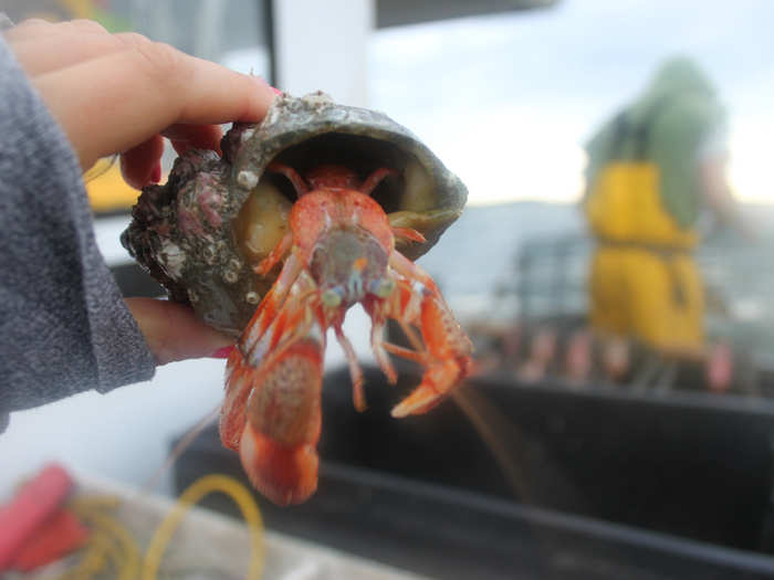 Or this giant hermit crab.