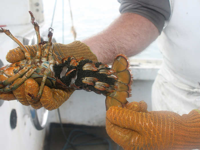 Females carrying eggs under their tails must also be released back into the ocean, after they are marked to show they are breeders.