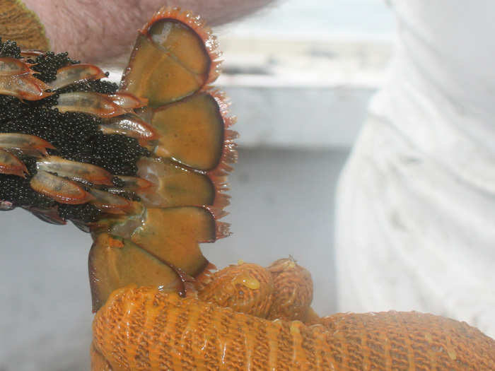 A little triangular slice, called a v-notch, is cut into the flipper using a knife or a v-notch tool. Lobstermen who keep v-notched lobsters will face a fine upward of $1,000.