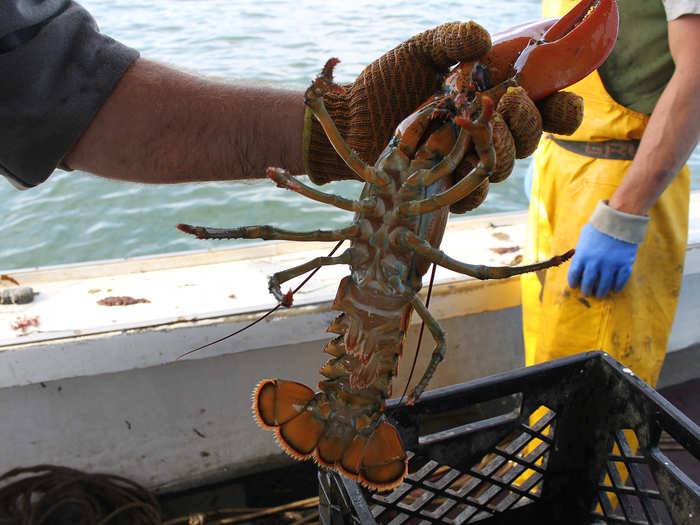 To determine the sex of the lobster, you can turn it over and look at the swimmerets, located behind the last pair of walking legs.