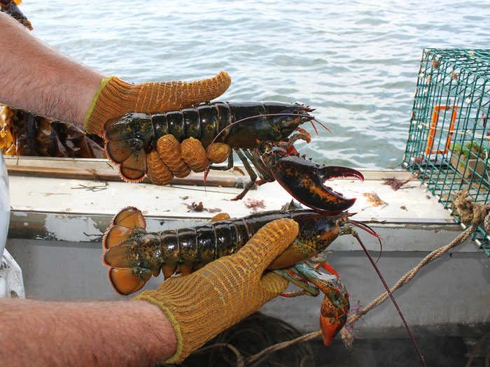 The females also have a wider tail (shown far left), which enables her to carry eggs.