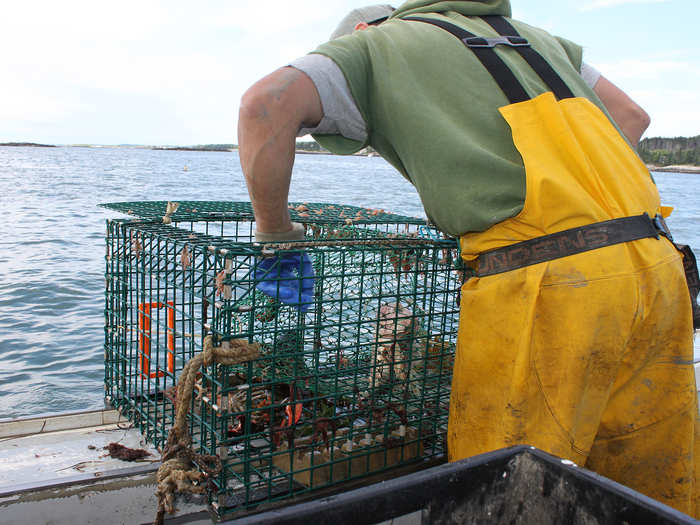 After each trap is emptied, Tim replaces the bait and throws it around to the stern of the boat.