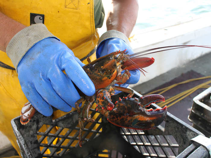 Back on the boat, the non-liberated lobsters are collected in a milk crate.